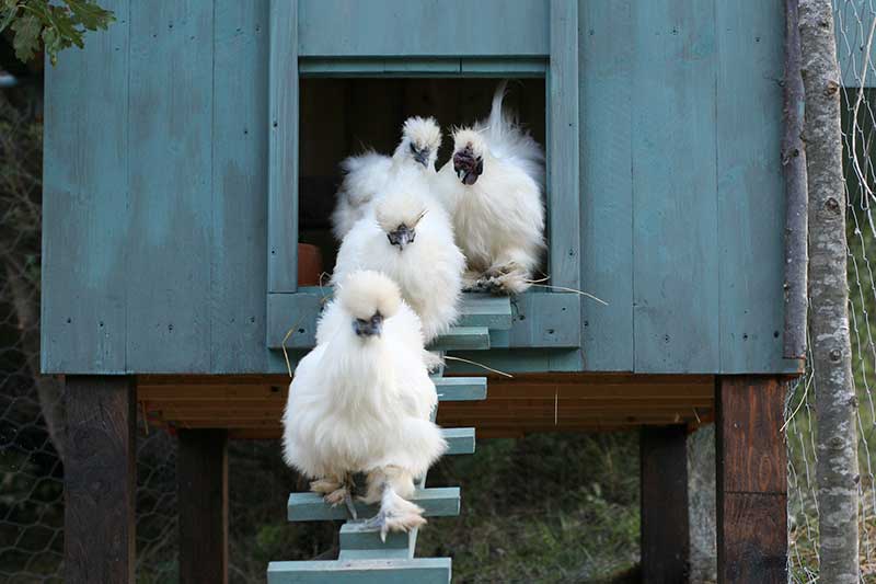 White hens walking down a ramp from a blue hen house